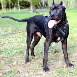 Шлейка из черной кожи для американского питбультерьера «Working Dog»
